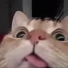 🤪 Эмодзи «I CATS!» для Telegram