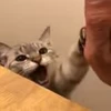 😊 Эмодзи «I CATS!» для Telegram