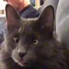 😛 Эмодзи «I CATS!» для Telegram