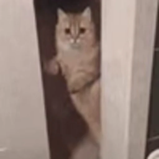 😺 Эмодзи «I CATS!» для Telegram
