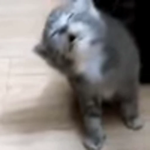 🫠 Эмодзи «I CATS!» для Telegram