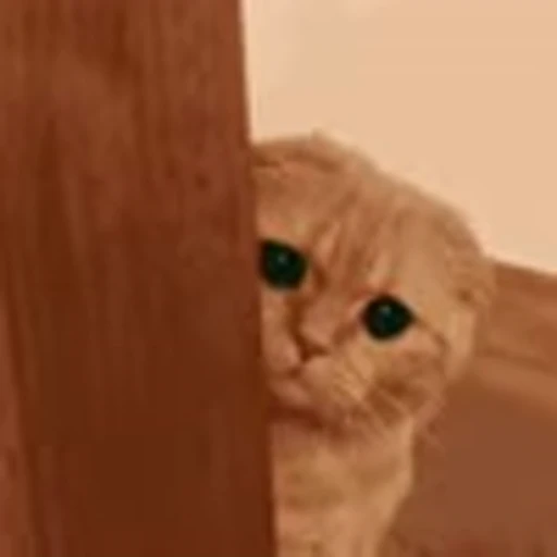 😆 Эмодзи «I CATS!» для Telegram