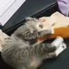 🤯 Эмодзи «I CATS!» для Telegram