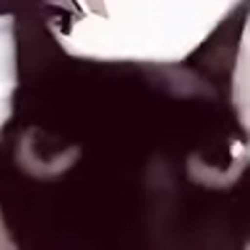 😡 Эмодзи «I CATS!» для Telegram