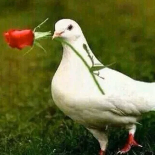 🌹 Стикер «L4Lm 6» для Telegram