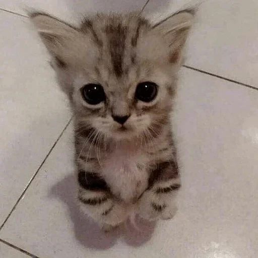 🥺 Стикер «L4Lm 6» для Telegram