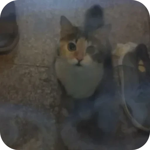 🐶 Стикер «L4Lm 6» для Telegram