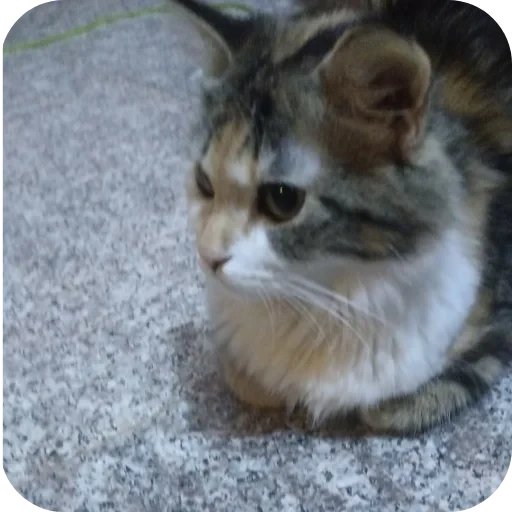 🐱 Стикер «L4Lm 6» для Telegram