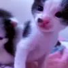 Стикер 38 Mix #girl #animals #cat #cute