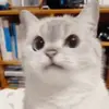 Стикер 31 Mix #girl #animals #cat #cute