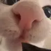 Стикер 27 Mix #girl #animals #cat #cute