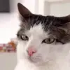 Стикер 30 Mix #girl #animals #cat #cute