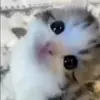 Стикер 36 Mix #girl #animals #cat #cute