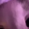 Стикер 40 Mix #girl #animals #cat #cute