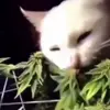 Стикер 32 Mix #girl #animals #cat #cute