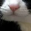 Стикер 28 Mix #girl #animals #cat #cute