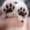Стикер 37 Mix #girl #animals #cat #cute