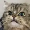 Стикер 33 Mix #girl #animals #cat #cute