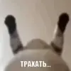 Стикер 39 Mix #girl #animals #cat #cute