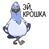 🕊 Эмодзи «Голубь Миша» для Telegram