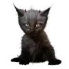 Стикер 33 𝐁𝗅𝗈𝗈𝖽 𝐂𝗋𝖾𝗌𝗍