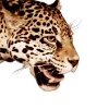 Стикер 61 Leopard core
