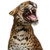 Стикер 58 Leopard core