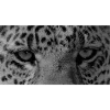 Стикер 56 Leopard core