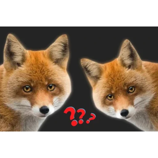 ❓ Стикер «Лиса» для Telegram