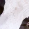 Стикер 9 лето в деревне