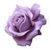 Стикер 32 Lilac Dream