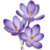 Стикер 52 Lilac Dream