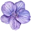 Стикер 38 Lilac Dream
