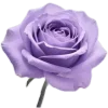 Стикер 51 Lilac Dream