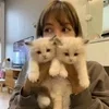 Стикер 5 Lisa ー