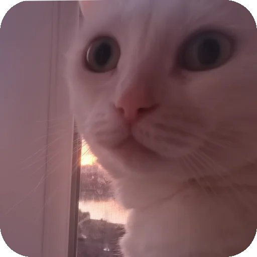 😳 Стикер «МАРГОША И МАРС» для Telegram