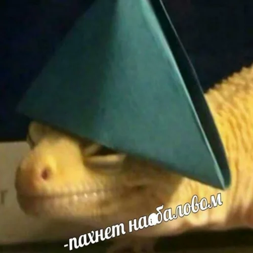 😑 Стикер «Eeeee"Boy» для Telegram