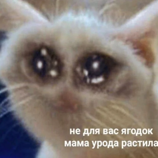 😭 Стикер «Eeeee"Boy» для Telegram