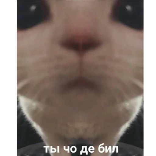 🤬 Стикер «Eeeee"Boy» для Telegram
