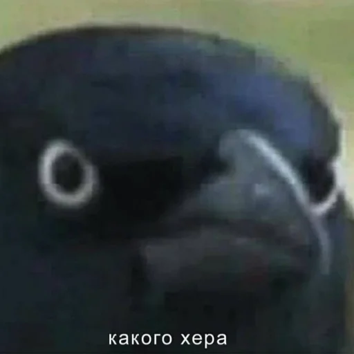 😡 Стикер «Eeeee"Boy» для Telegram