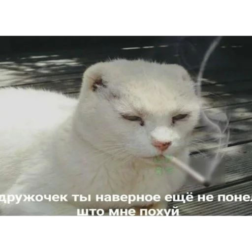 🚬 Стикер «Eeeee"Boy» для Telegram
