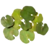 Стикер 55 Green
