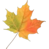 Стикер 17 Mahakaruna Autumn