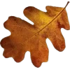 Стикер 32 Mahakaruna Autumn