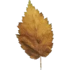 Стикер 18 Mahakaruna Autumn