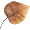 Стикер 12 Mahakaruna Autumn