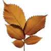 Стикер 16 Mahakaruna Autumn