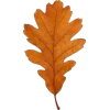 Стикер 26 Mahakaruna Autumn