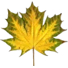 Стикер 23 Mahakaruna Autumn