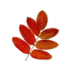 Стикер 25 Mahakaruna Autumn